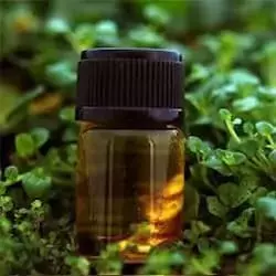 Alpha Pinene 95% - España